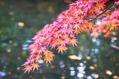 Close-up of maple tree during autumn