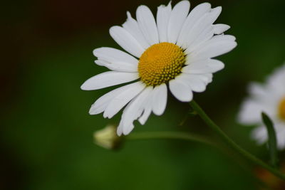 Close-up of daisy flower