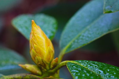 Close-up of plant