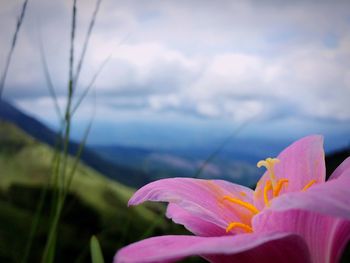 Close-up of flower blooming against sky