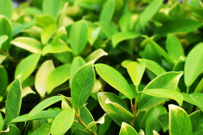 Full frame shot of fresh green leaves