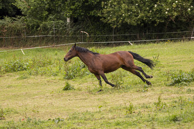 Horse chesnut running in the pasture