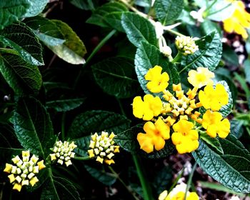 Close-up of yellow flowers blooming outdoors