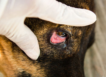 Close-up of a dog