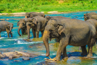 Elephant drinking water