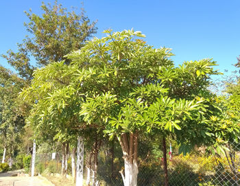 Low angle view of palm trees against clear sky