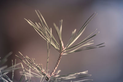 Close-up of dry plant