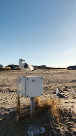 Seagull perching on wooden post against clear sky