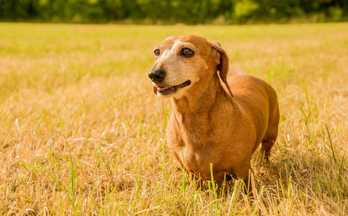 Dog looking away on field