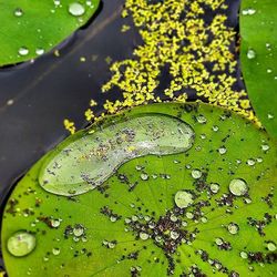 Close up of leaves in pond