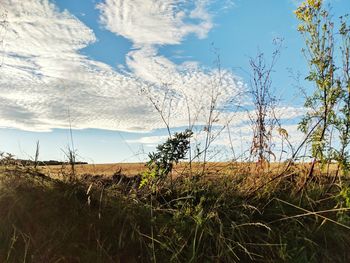 Plants on field against sky