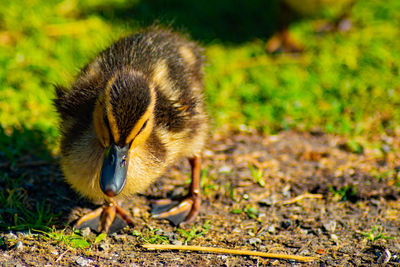 Close-up of a bird on field