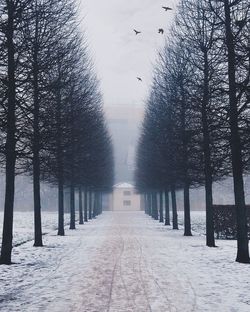 Snow covered pathway amidst trees during foggy weather