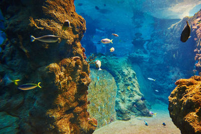 Sea fishes in the deep aquarium, sea life