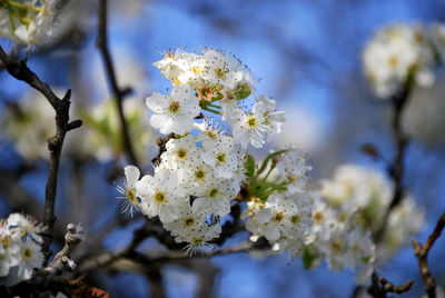 Close-up of apple blossoms in spring