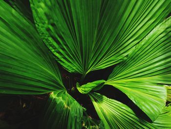 Close-up of plant growing outdoors