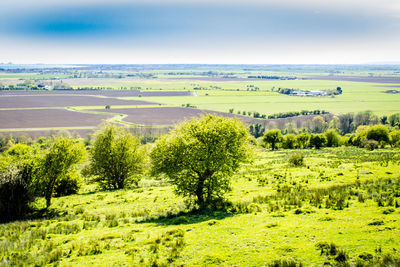 Scenic view of agricultural field against sky