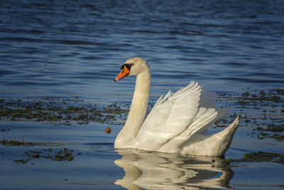 Swan swimming in lake