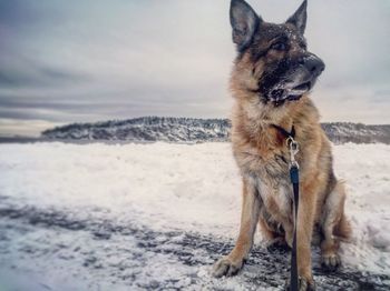 Dog on beach against sky during winter