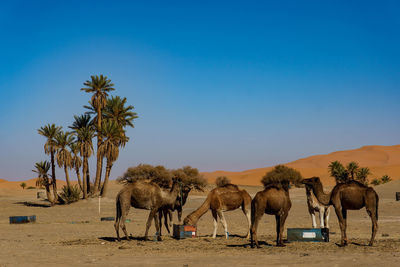 Horses on field against clear blue sky