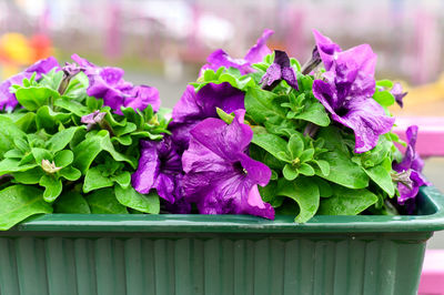 Close-up of purple flowering plant