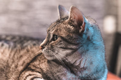 Close-up of a cat looking away