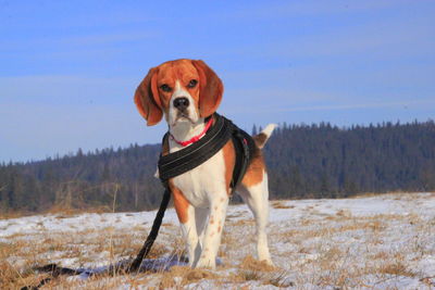 Dog standing on field