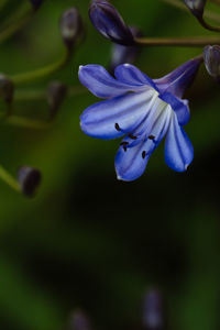 Close-up of purple flowers