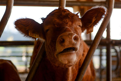 Close-up portrait of a horse