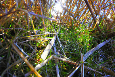Close-up of dead plant on land