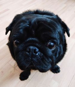 Portrait of black dog