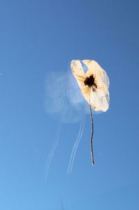 Close-up of insect on flower against blue background