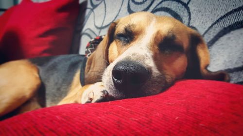 Close-up of dog lying on sofa