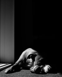 Dog sleeping on floor at home