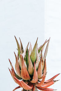 Close-up of succulent plant against white background