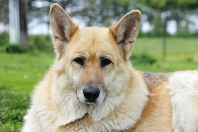 Close-up portrait of dog