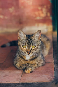 Portrait of cat sitting outdoors