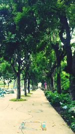 Empty pathway along trees