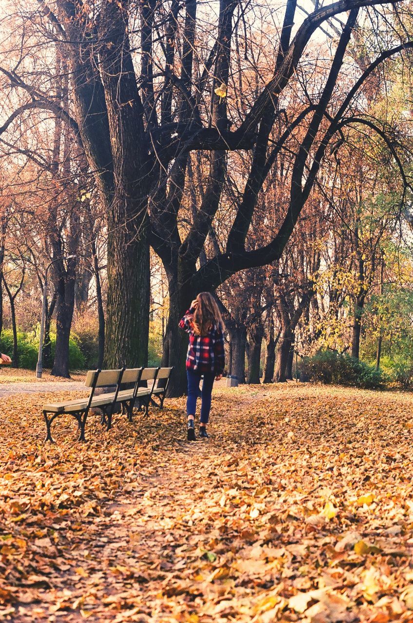 autumn, tree, change, lifestyles, season, rear view, full length, leisure activity, walking, leaf, bare tree, men, dry, the way forward, casual clothing, nature, forest, person