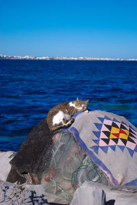 A cat is lying and relaxing in a scenic view of sea and buildings against sky