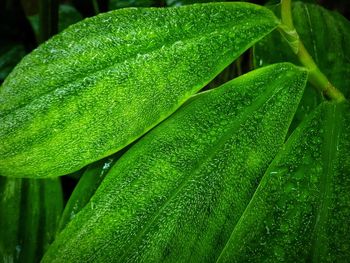 Close-up of raindrops on green leaves