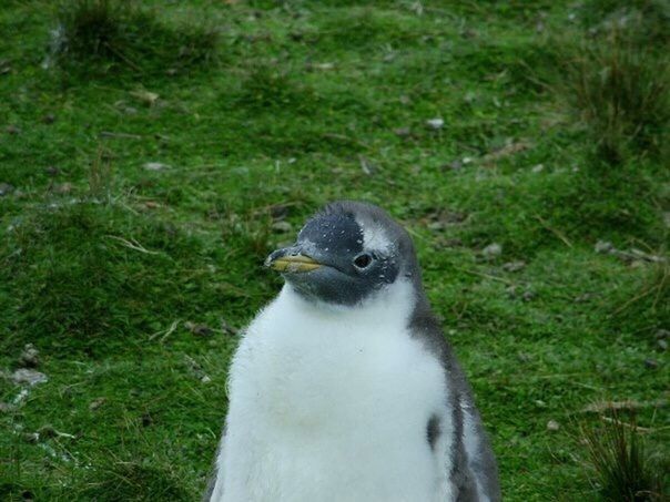 CLOSE-UP OF BIRD ON GRASS