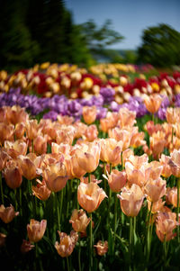 Close-up of flowers in field