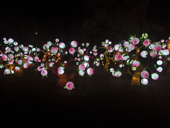 Close-up of flowers at night