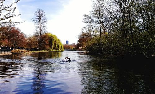 Reflection of trees in water