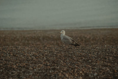 Bird perching on a land