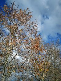 Low angle view of trees against sky