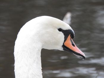 Close-up of swan swimming in lake