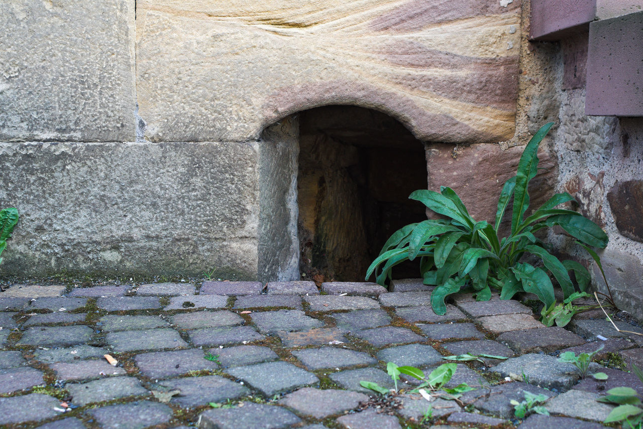 PLANTS GROWING BY WALL