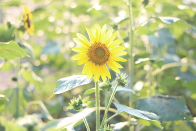 Close-up of yellow flowering plant